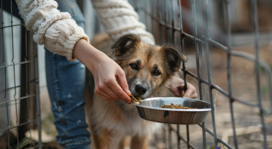 sos vergessene Pfoten, Tierschutzhund, Tierschutz