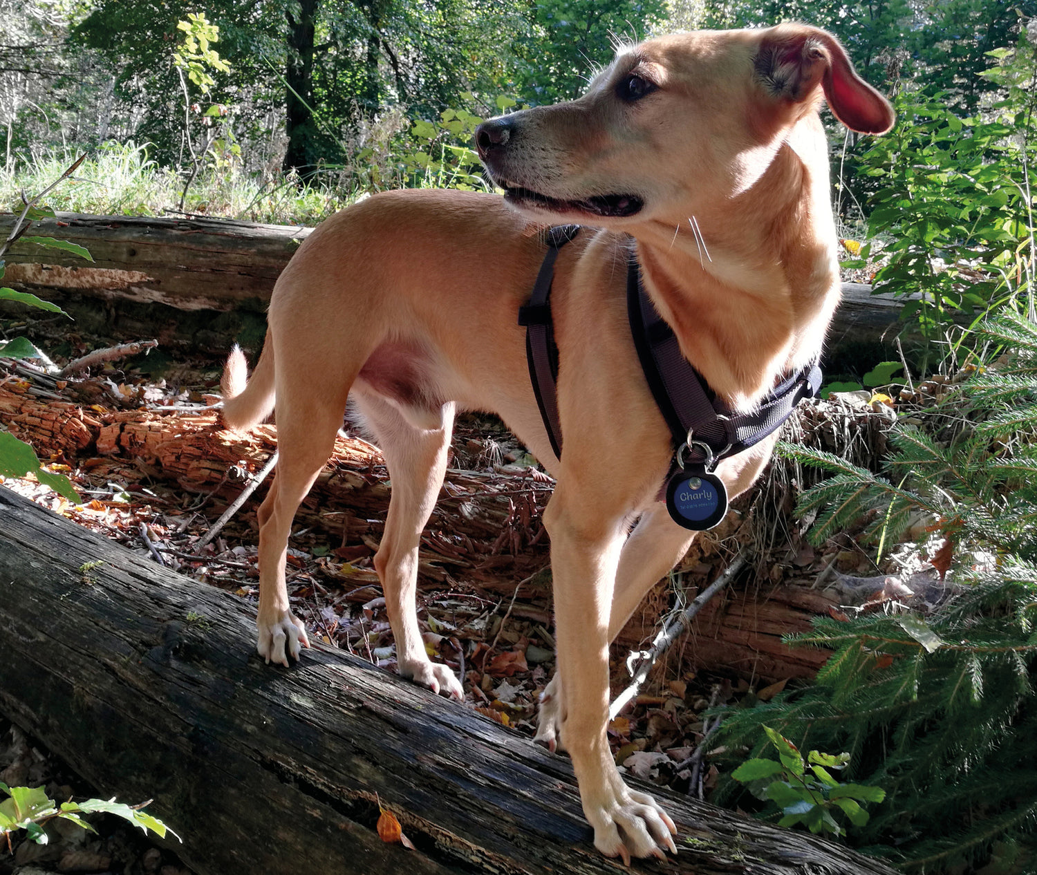Humabu, Hundemarkentasche wetterfest, Hundemarke geräuschlos, Hundemarke klapperfrei, Hundemarke klappert, klimpert, klingelt