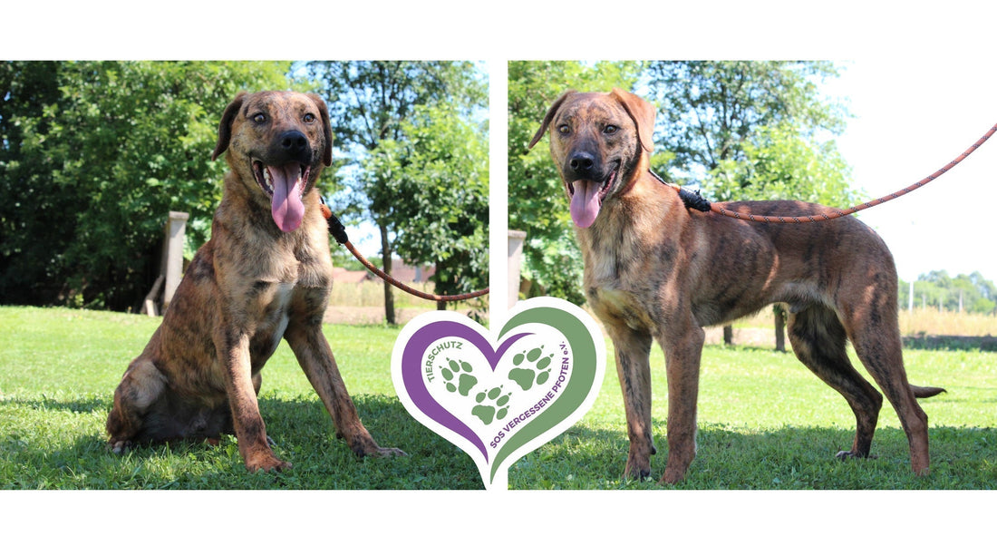 SOS Vergessene Pfoten, Tierschutz, Tierschutzhund Devin