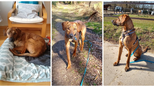 Bei Devin haben wir direkt dafür gesorgt, dass die Hundemarke nicht klappert