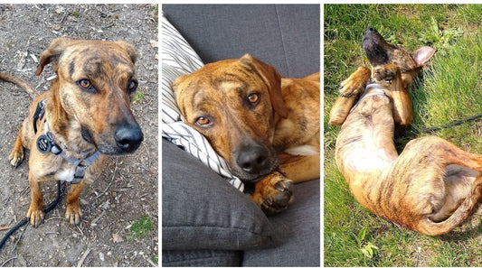 Ein neuer Hund zieht ein - Teil 3