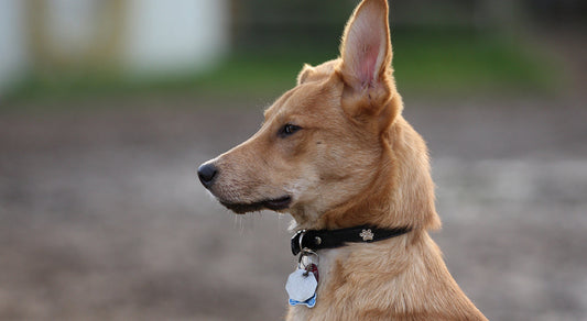 Hundemarke geräuschlos, Hundemarke klappert, Hundemarkentasche, Hundemarkengeräusche