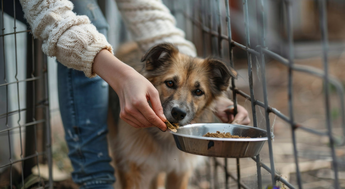 SOS Vergessene Pfoten, Tierschutz mit Herz und Verstand