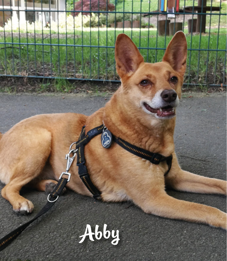 Humabu, der antiklimper Hundemarkenbund, Hundemarke klapperfrei, Hundemarke geräuschlos, Hundemarkentasche