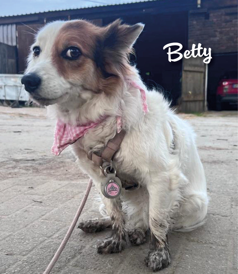 Humabu Hundemarkentasche - Betty trägt das Humabu Baby am Geschirr vorne