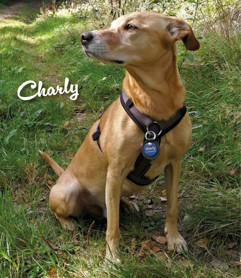 Humabu, der antiklimper Hundemarkenbund, Hundemarke klapperfrei, Hundemarke geräuschlos, Hundemarkentasche