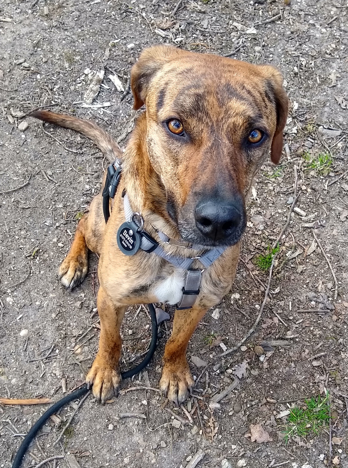 Humabu, der antiklimper Hundemarkenbund, Hundemarke klapperfrei, Hundemarkentasche wetterfest, Hundemarke geräuschlos