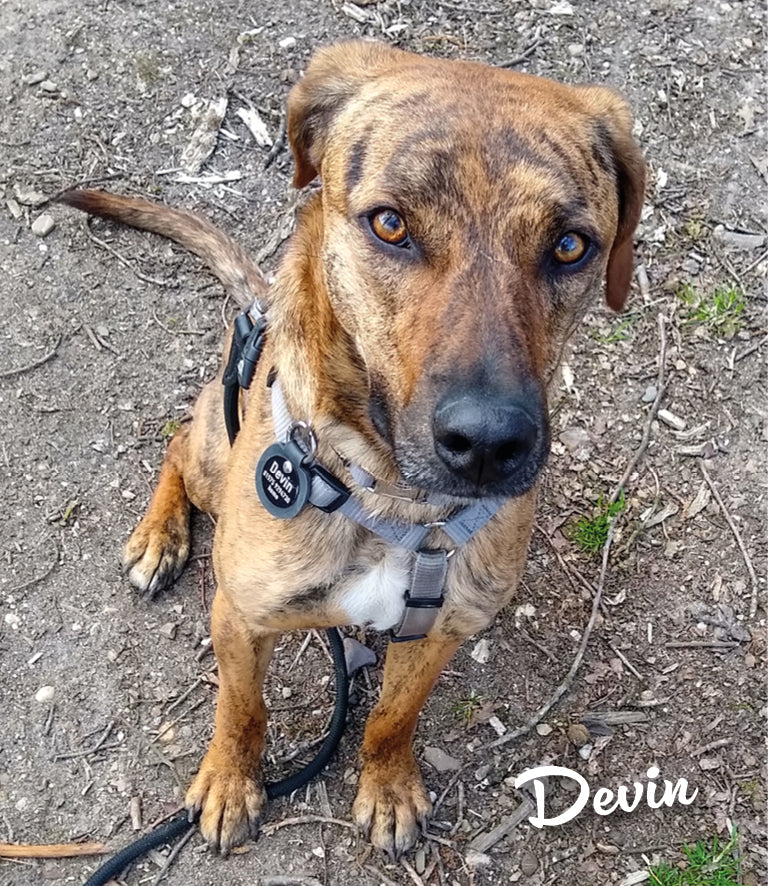 Humabu Hundemarkentasche - Devin mag Spaziergänge ohne Hundemarken geräusche