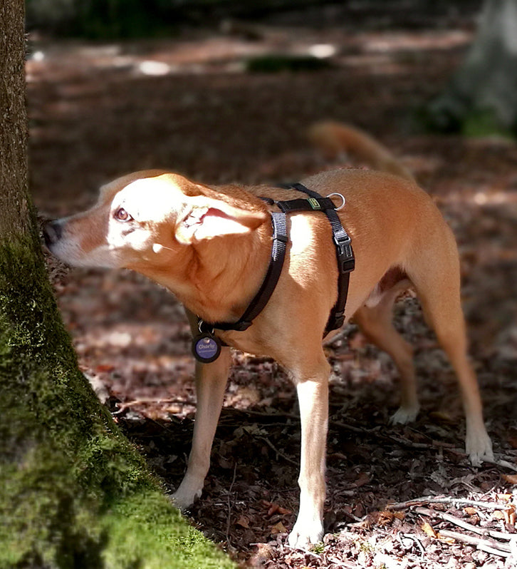 Humabu, der antiklimper Hundemarkenbund, Hundezubehör, Hundebedarf, Halsband, Geschirr, Hundemarke geräuschlos, klapperfrei, klappern, Hundemarkentasche