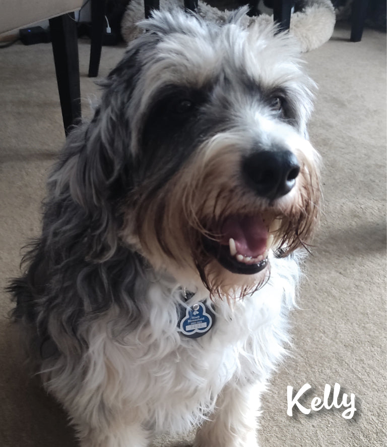 Humabu, der antiklimper Hundemarkenbund, Hundemarke klapperfrei, Hundemarke geräuschlos, Hundemarkentasche