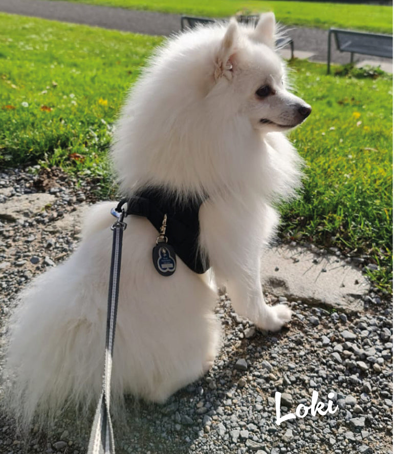 Humabu, der antiklimper Hundemarkenbund, Hundemarke klapperfrei, Hundemarke geräuschlos, Hundemarkentasche