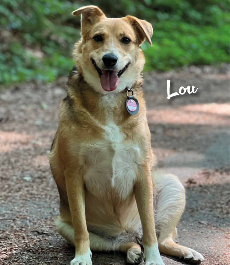 Humabu Hundemarkentasche - Lou hat statt Hundemarkenhülle das Baby Modell ans Halsband bekommen