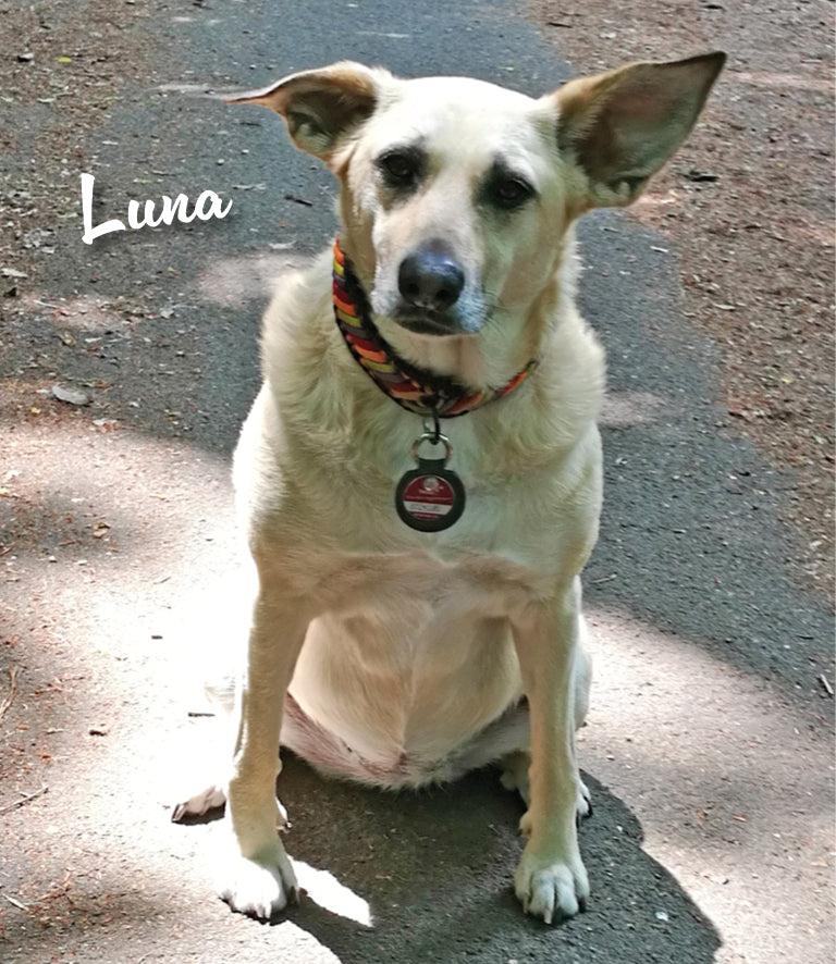 Humabu, der antiklimper Hundemarkenbund, Hundemarke klapperfrei, Hundemarke geräuschlos, Hundemarkentasche