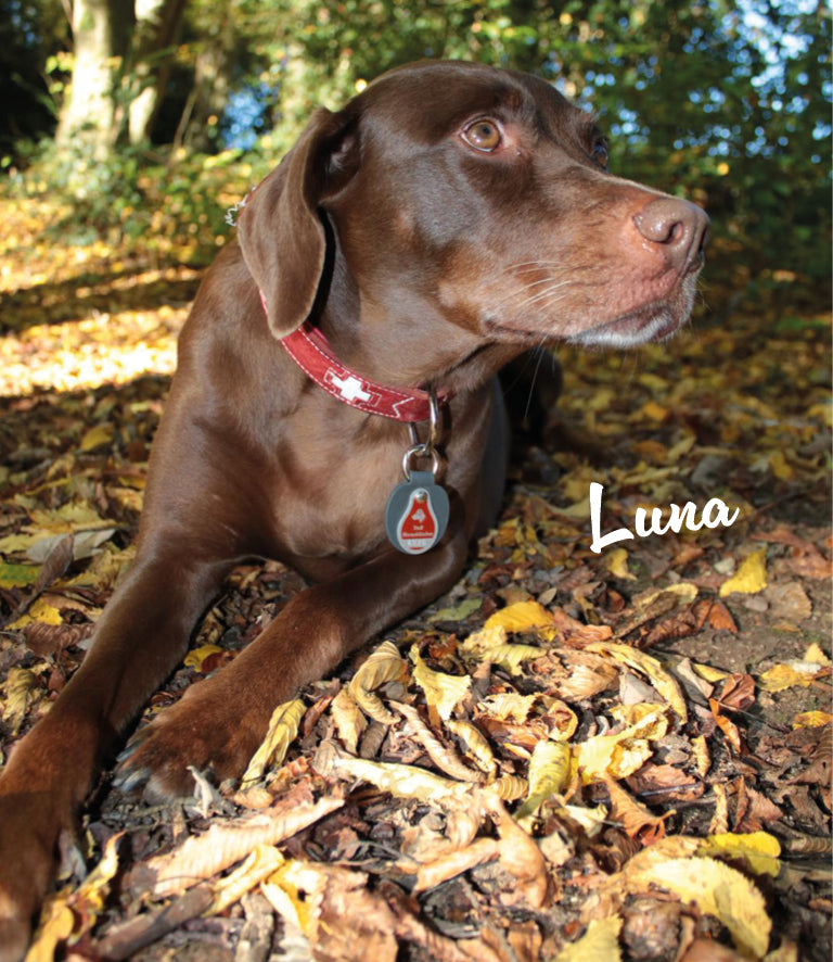 Humabu Hundemarkentasche - praktisch und schick: Luna trägt das Baby-Modell am Halsband