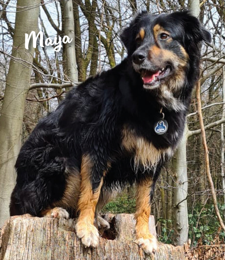 Humabu Hundemarkentasche - Maya ist trotz Hundemarke geräuschlos unterwegs