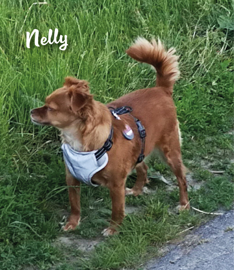 Humabu, der antiklimper Hundemarkenbund, Hundemarke klapperfrei, Hundemarke geräuschlos, Hundemarkentasche