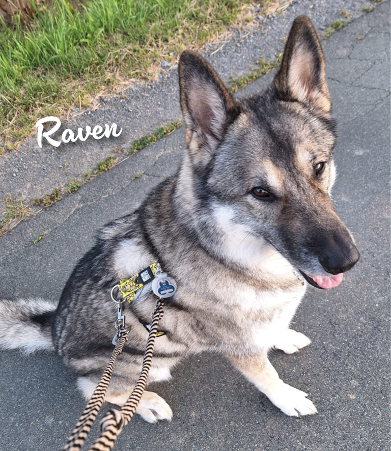 Humabu Hundemarkentasche - Raven geht trotz Hundemarke geräuschlos durch die Natur