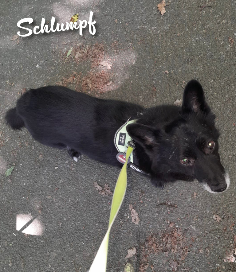 Humabu, der antiklimper Hundemarkenbund, Hundemarke klapperfrei, Hundemarke geräuschlos, Hundemarkentasche