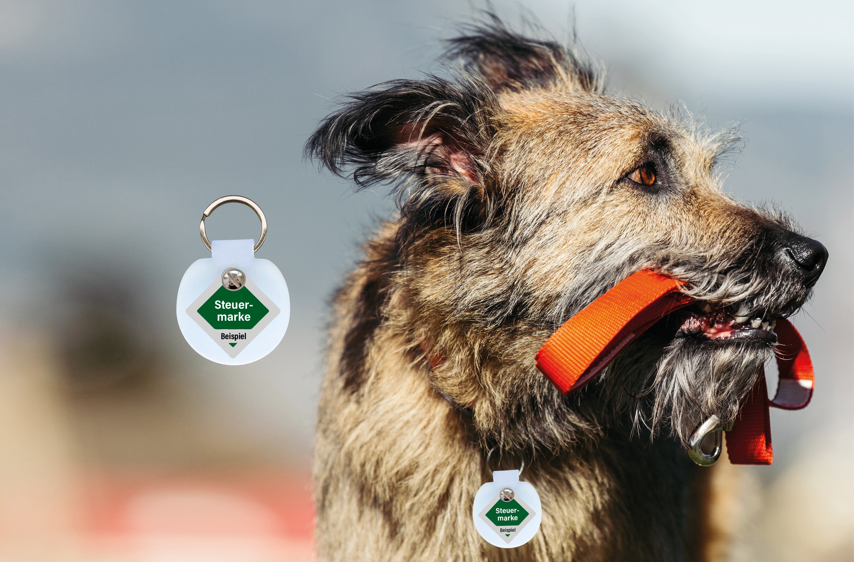 Humabu, der antiklimper Hundemarkenbund, Hundemarke geräuschlos, klapperfrei, klappern, Hundemarkentasche