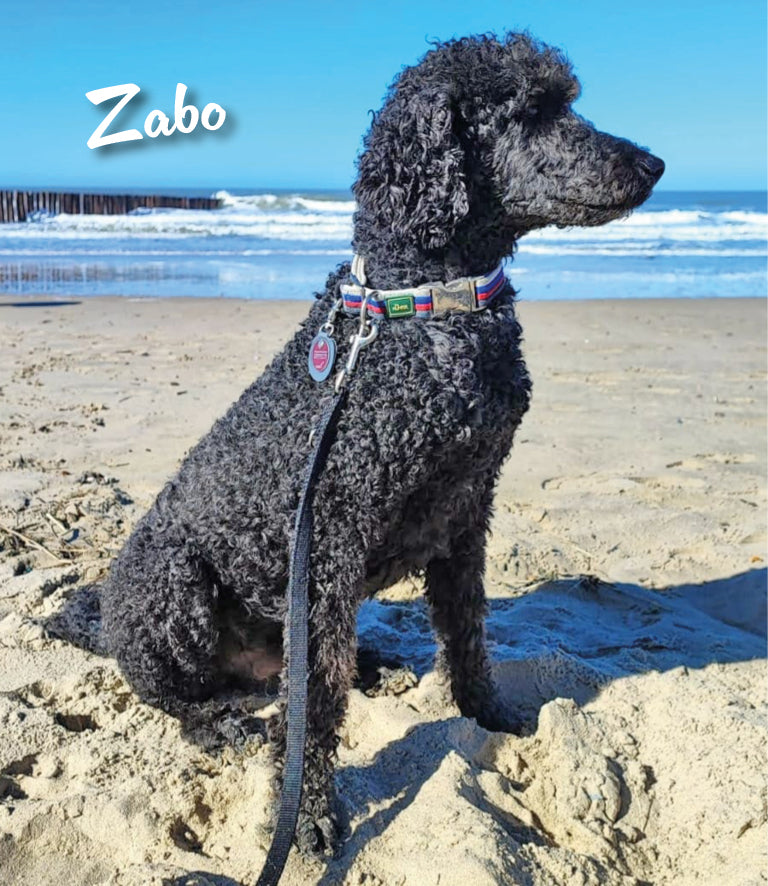 Humabu, der antiklimper Hundemarkenbund, Hundemarke klapperfrei, Hundemarke geräuschlos, Hundemarkentasche