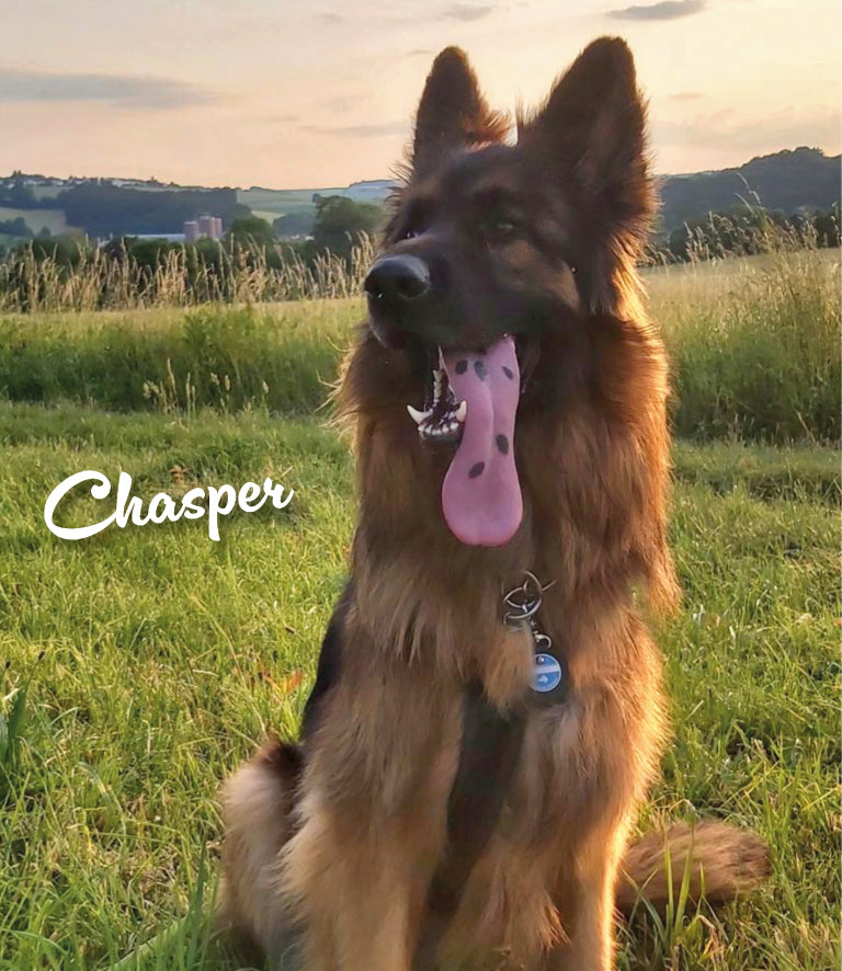 Humabu, der antiklimper Hundemarkenbund, Hundemarke klapperfrei, Hundemarke geräuschlos, Hundemarkentasche